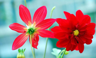 独丽花 独丽花百科 独丽花 独丽花百科