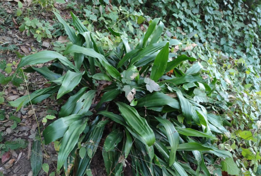 万年青能除甲醛吗 万年青能除甲醛吗