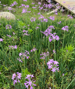 紫娇花 紫娇花百科 紫娇花 紫娇花百科