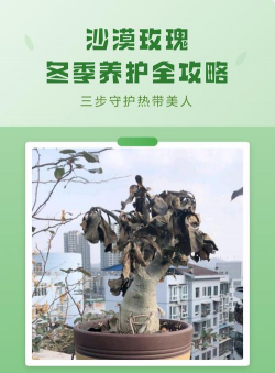 沙漠玫瑰冬天怎么养才能安全过冬? 沙漠玫瑰冬天怎么养才能安全过冬?