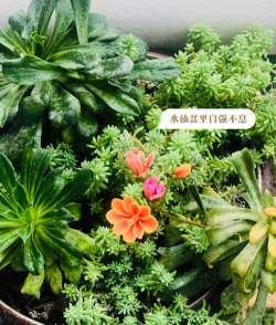 露薇花 露薇花百科 露薇花 露薇花百科