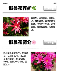 假昙花 假昙花百科 假昙花 假昙花百科
