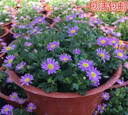 雏菊与翠菊的区别 雏菊与翠菊的区别