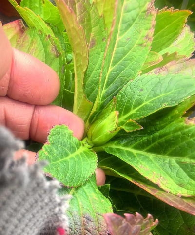 绣球花有休眠期吗 绣球花有休眠期吗