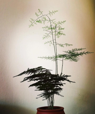 文竹几月份发芽 文竹几月份发芽