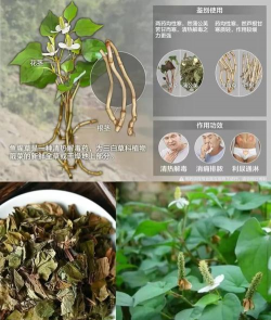 鱼腥草的几个别名 鱼腥草的几个别名