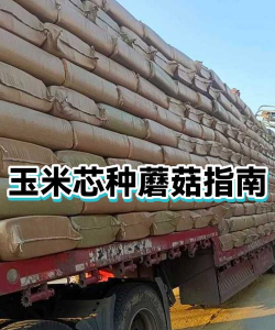 玉米芯种植怎么种植的 玉米芯种植怎么种植的