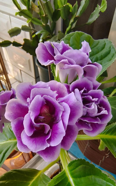 大岩桐与芙蓉的区别 大岩桐与芙蓉的区别