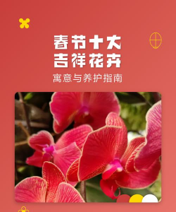 春节花期有哪些花 春节花期有哪些花