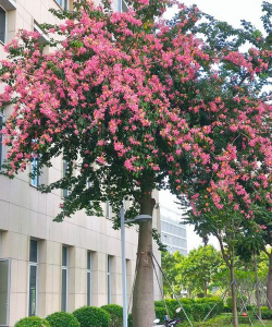 冬天适合种在室外的开花花卉 冬天适合种在室外的开花花卉