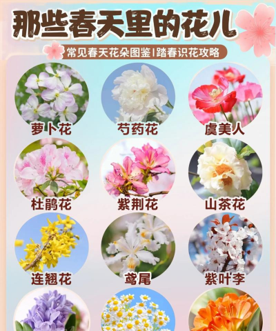 常见花品种有哪些 常见花品种有哪些