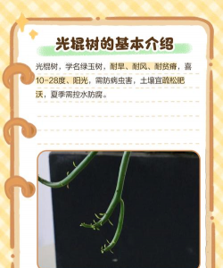 光棍树为什么会蔫 光棍树为什么会蔫