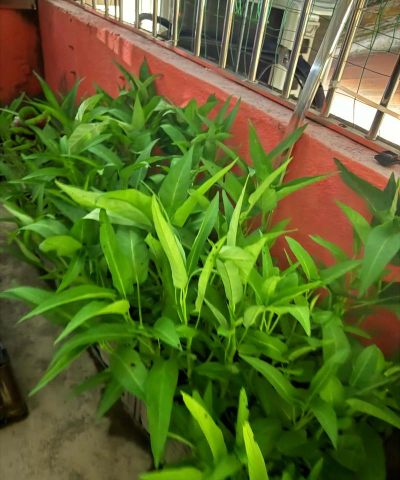 冬天通菜种植怎么种植的 冬天通菜种植怎么种植的