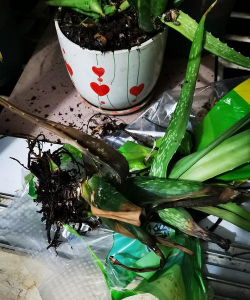 冬天芦荟会冻死吗 冬天芦荟会冻死吗