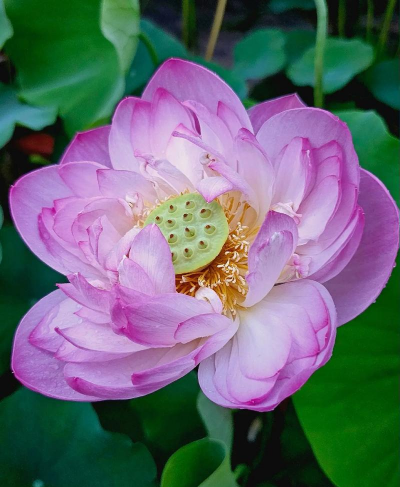 开放的荷花像什么 开放的荷花像什么