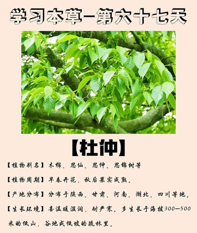 白杜的养殖方法及注意事项 白杜的养殖方法及注意事项