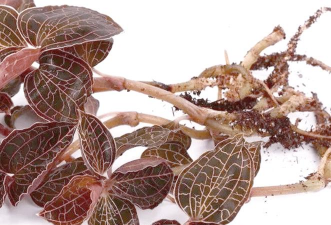 野生金线莲多少钱一斤 野生金线莲多少钱一斤