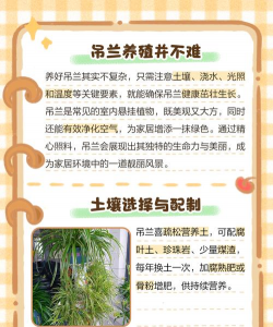 彩叶吊兰的养殖方法 彩叶吊兰的养殖方法