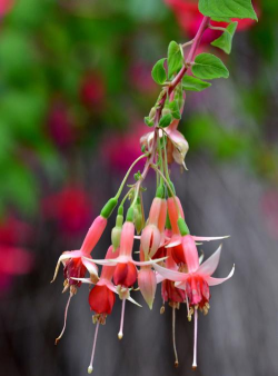 茑萝花 茑萝花百科 茑萝花 茑萝花百科