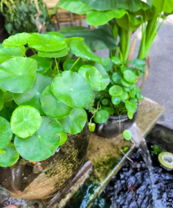 铜钱草是用什么土壤 铜钱草是用什么土壤