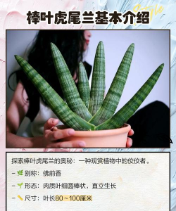 棒叶虎尾兰 棒叶虎尾兰