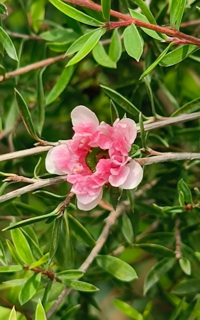 针状的花有哪些 针状的花有哪些