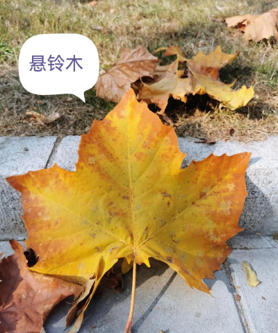 悬铃木是属于什么植物 悬铃木是属于什么植物