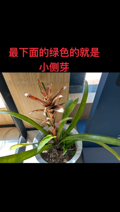 观赏凤梨用什么催花 观赏凤梨用什么催花
