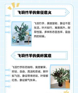 新飞羽竹芋开什么花 新飞羽竹芋开什么花