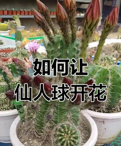仙人米为什么不开花 仙人米为什么不开花