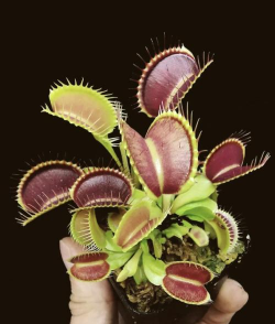 猪笼草会有什么表现 猪笼草会有什么表现