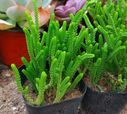 青锁龙 青锁龙百科 青锁龙 青锁龙百科