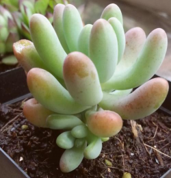 八千代 八千代百科 八千代 八千代百科