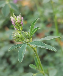 紫花苜蓿 紫花苜蓿百科 紫花苜蓿 紫花苜蓿百科