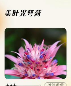 美叶光萼荷 美叶光萼荷百科 美叶光萼荷 美叶光萼荷百科