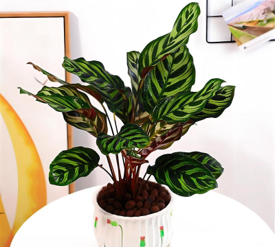 孔雀竹芋 孔雀竹芋百科 孔雀竹芋 孔雀竹芋百科