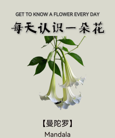 曼陀罗 曼陀罗百科 曼陀罗 曼陀罗百科