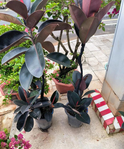 橡皮树 橡皮树百科 橡皮树 橡皮树百科