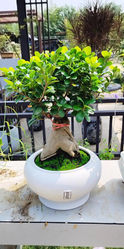 人参榕 人参榕百科 人参榕 人参榕百科