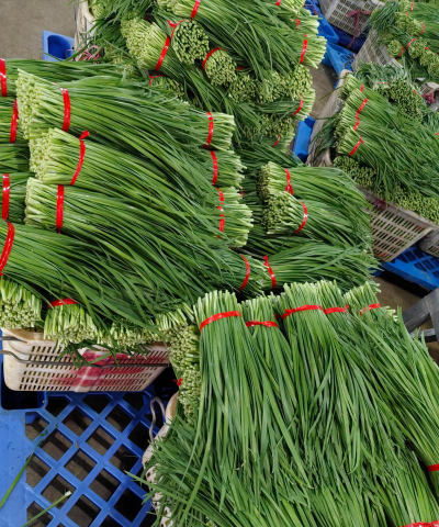 韭菜 韭菜百科 韭菜 韭菜百科