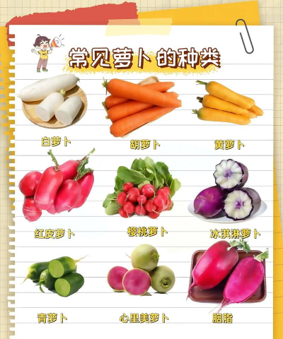 萝卜 萝卜百科 萝卜 萝卜百科