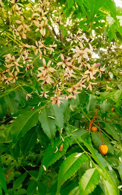 苦的花有哪些 苦的花有哪些