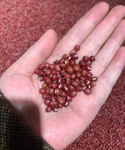 红小豆 红小豆百科 红小豆 红小豆百科