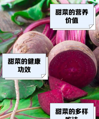 甜菜 甜菜百科 甜菜 甜菜百科
