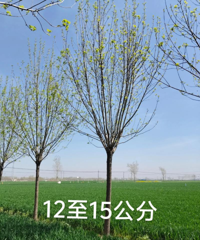 白蜡 白蜡百科 白蜡 白蜡百科