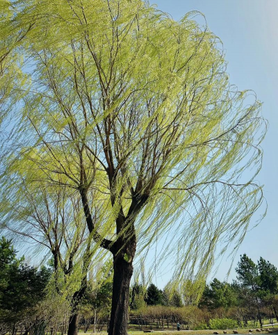 柳树 柳树百科 柳树 柳树百科