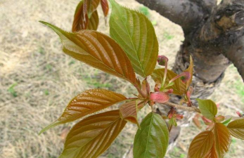 日本晚樱 日本晚樱百科 日本晚樱 日本晚樱百科