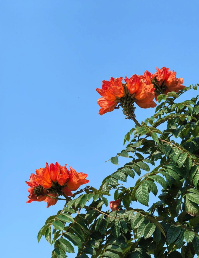 火焰树 火焰树百科 火焰树 火焰树百科