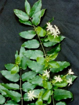 毛茉莉 毛茉莉百科 毛茉莉 毛茉莉百科