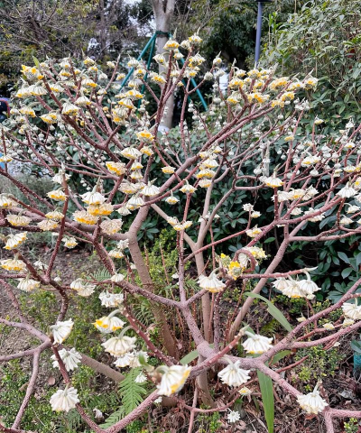 结香 结香百科 结香 结香百科